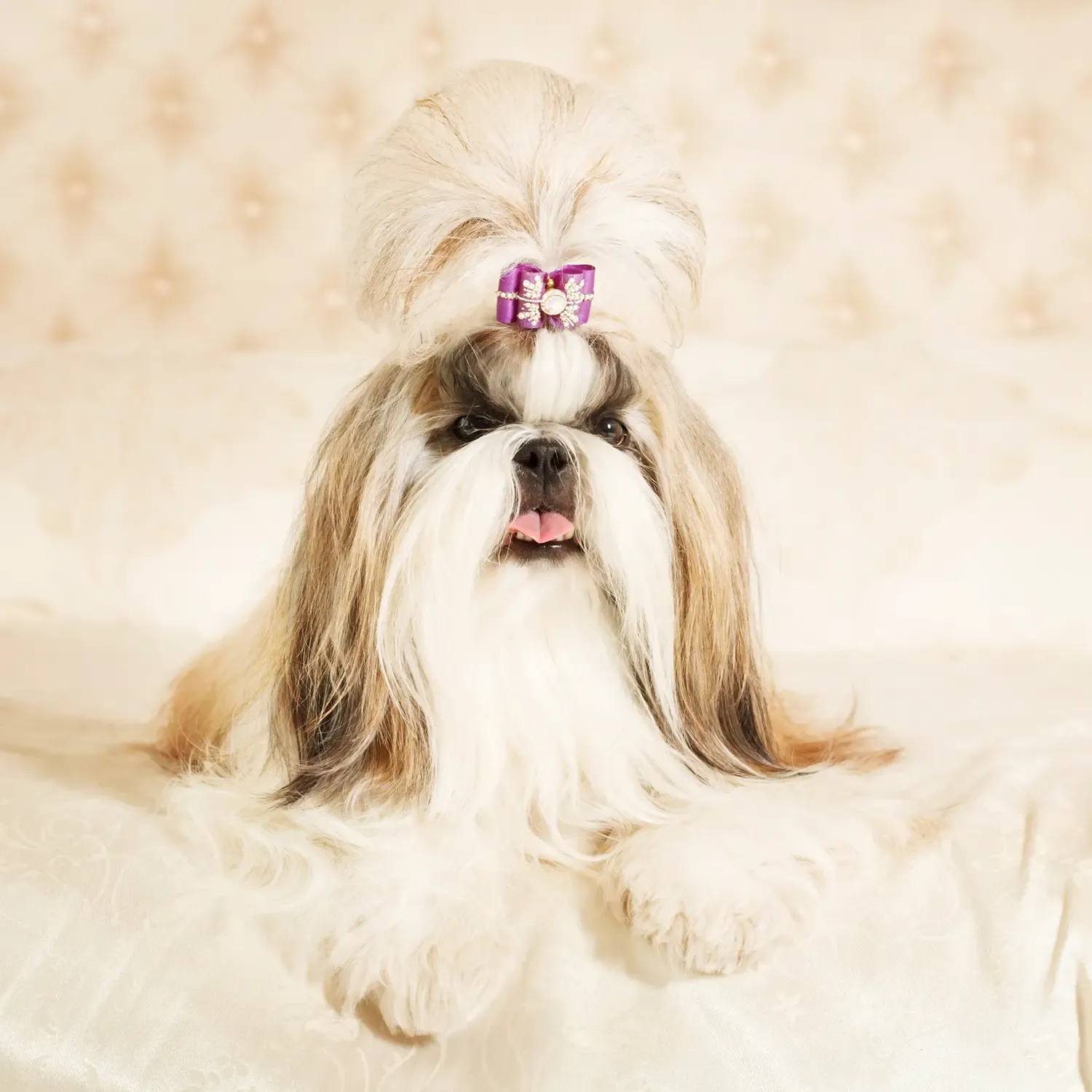 Shih Tzu femea.webp